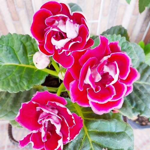 Red White Gloxinia Flower Seeds