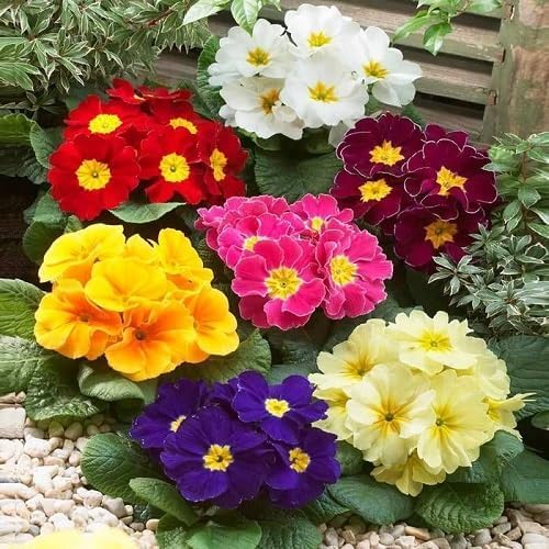 Mixed Primula Flower Seeds