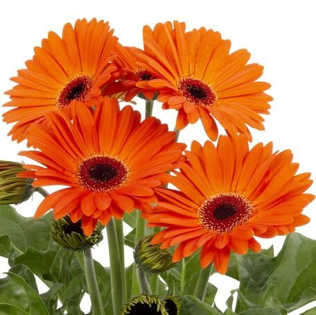 Orange Gerbera fruit seeds for organic garden planting