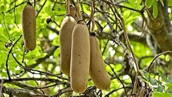 brown sausage fruit for planting unique home gardens Fruit seeds