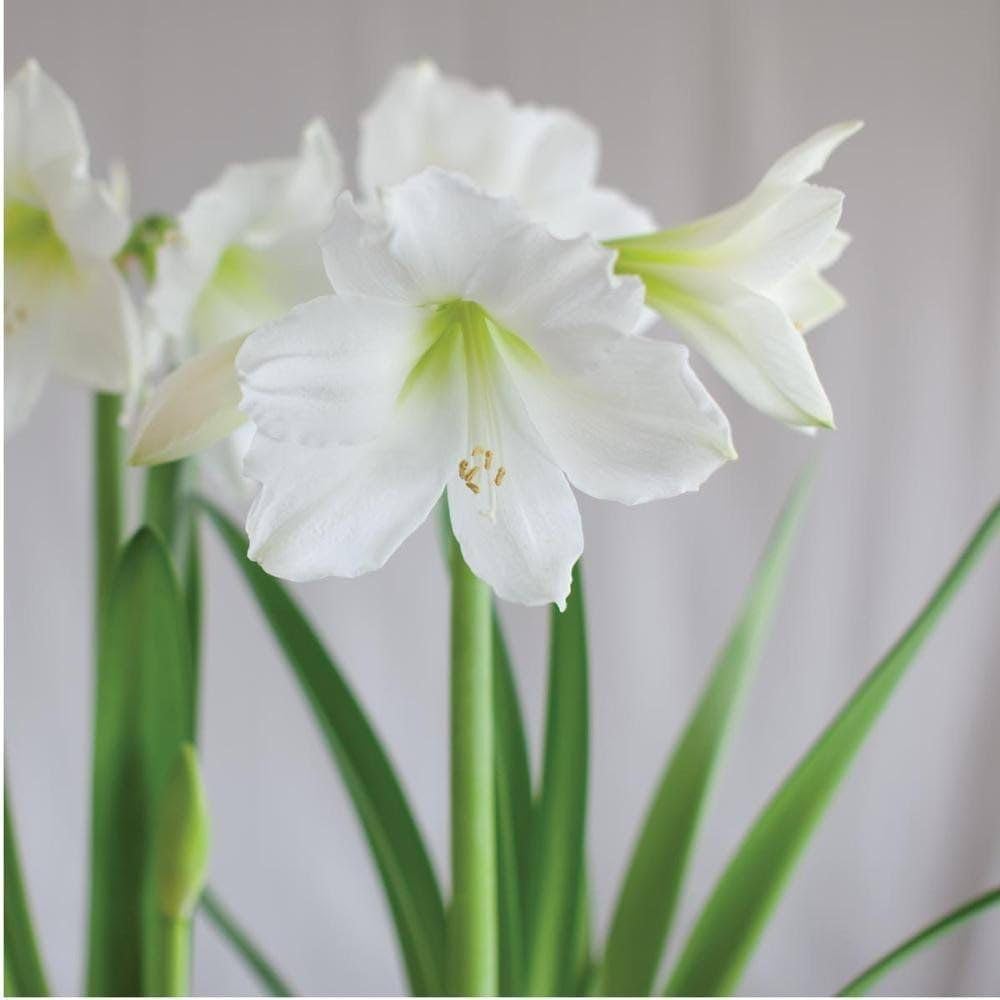 White Amaryllis Flower Seeds – Heirloom, Non GMO, High Germination Seeds