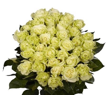 Green Giant Rose Flower Seeds