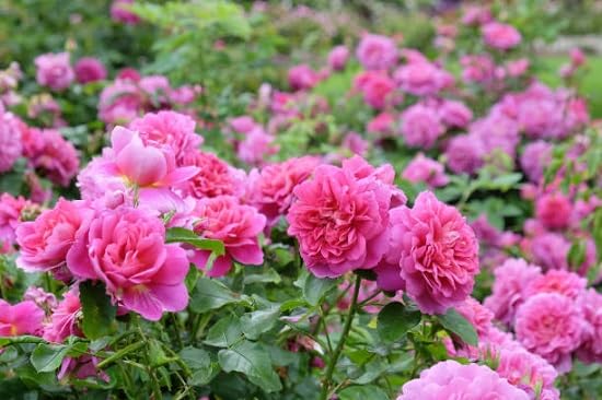 floribunda flower seeds flower