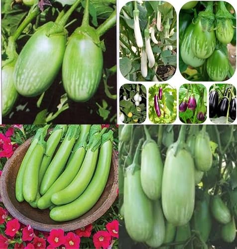 Mixed Brinjal vegetable seeds - Heirloom, Organic, Non Gmo Garden Seeds for kitchen garden planting