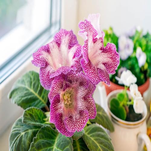 Purple Light Gloxinia Flower Seeds