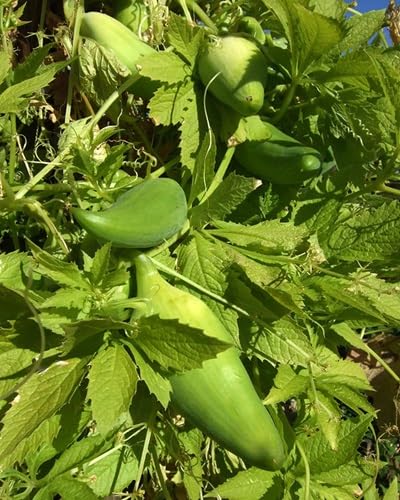 Caigua vegetable seeds vegetable seeds for Home Gardening, Organic Raised Bed Gardening Premium for kitchen garden planting