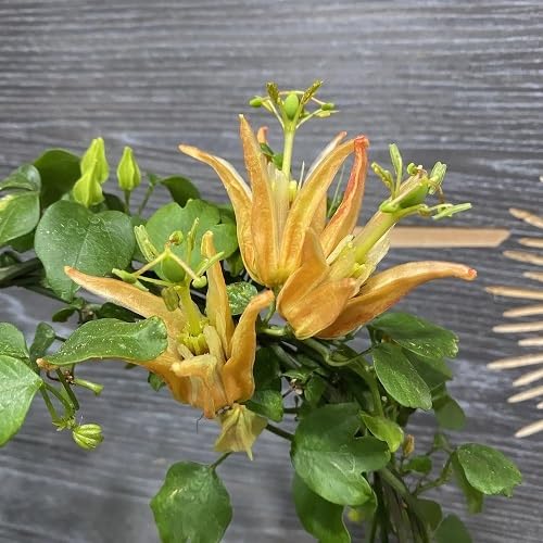 Yellow Passiflora Edulis Flower Seeds