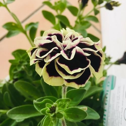 White Black Petunia Flower Seeds