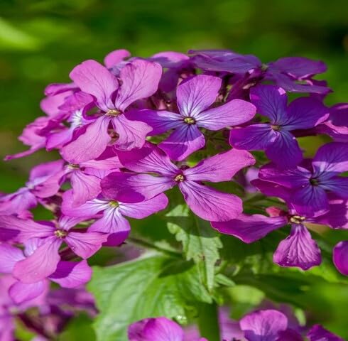 Pink LUNARIA Flower Seeds