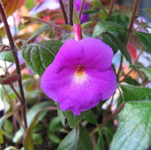 Purple Achimenes Flower Seeds