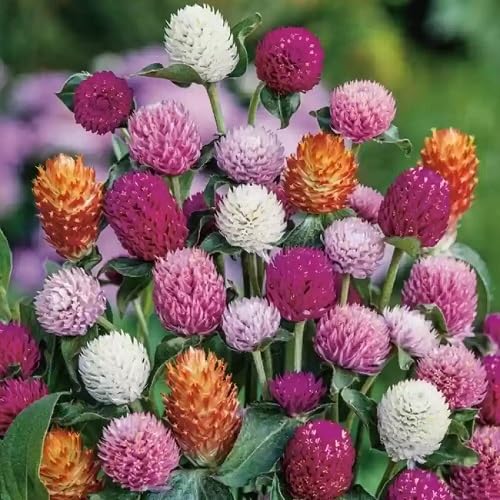 Mixed Gomphrena Flower Seeds