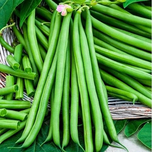 Green Cranberry Bean ,green vegetable seeds - Heirloom, Organic, Non Gmo Garden Seeds for kitchen garden planting