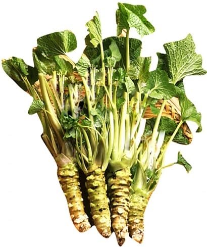 Green Horseradish vegetable seeds - Heirloom, Organic, Non Gmo Garden Seeds for kitchen garden planting