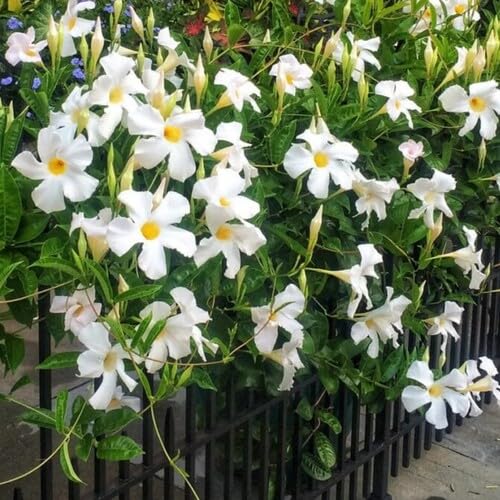 White Dipladenia Flower Seeds