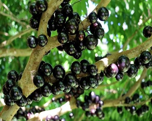 Black Jabuticaba Fruits Fruit Seeds organic garden seeds