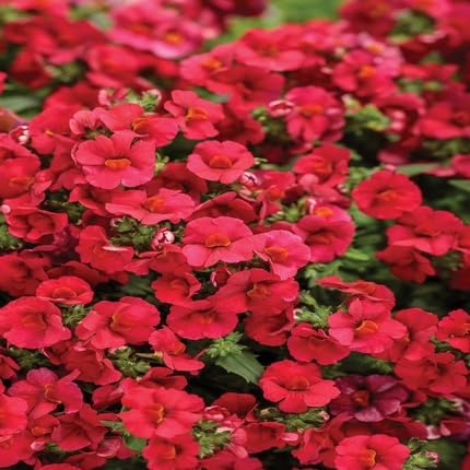 Red Nemesia Flower Seeds