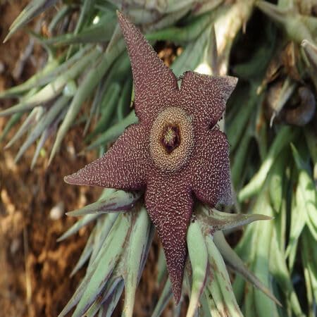 Orbea Cooperi Flower Seeds