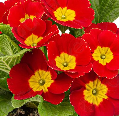 Red Yellow Primrose Flower Seeds