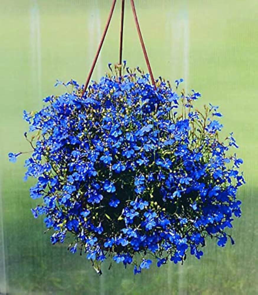 Blue Giant Lobelia