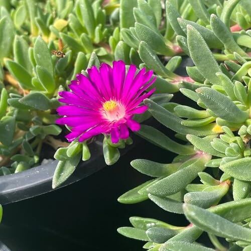 Pink Aizoaceae Flower Seeds