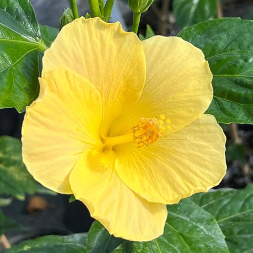 Yellow Giant Hibiscus Flower Seeds