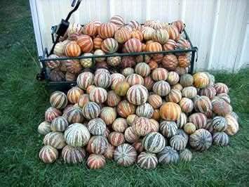 new fresh mixed kajari melon fruit unique sweet melons for home grown delight Fruit seeds