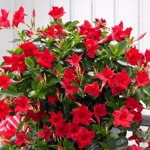 Red Dipladenia Sanderi Flower Seeds