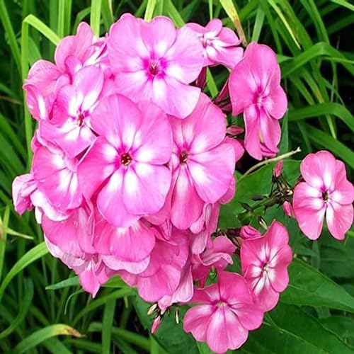 Phlox Flower Seeds