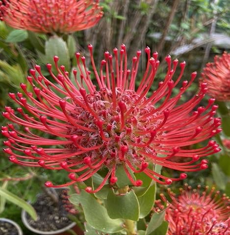 leucospermum flower seeds flower