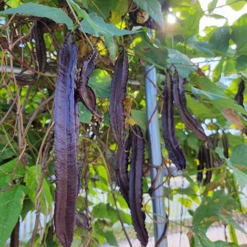 Winged Bean vegetable seeds for Home Gardening, Premium Kitchen Garden Planting Premium for kitchen garden planting
