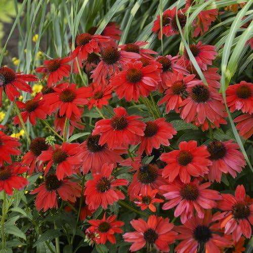 Red ConeFlower Seeds