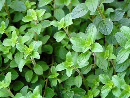 Oregano Plant Seeds Green herb seeds - home gardening, heirloom garden seeds