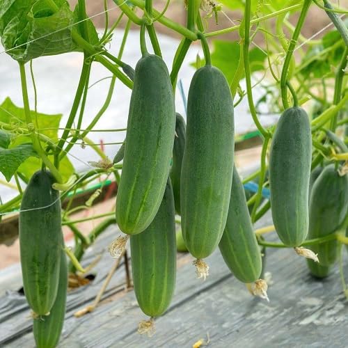 Green Cucumber Fruits Seeds. vegetable seeds - Heirloom, Organic, Non Gmo Garden Seeds for kitchen garden planting