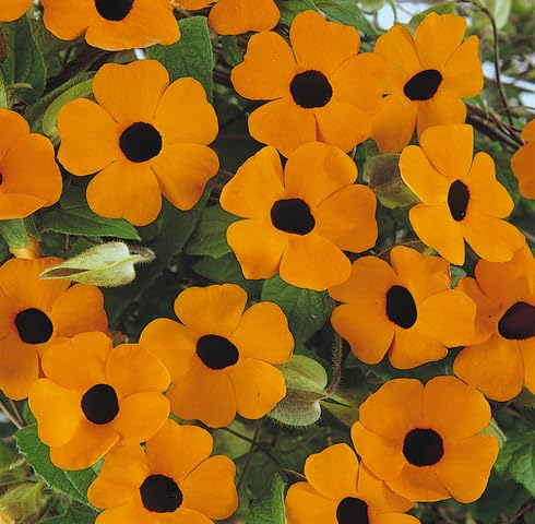 orange thunbergia flower seeds
