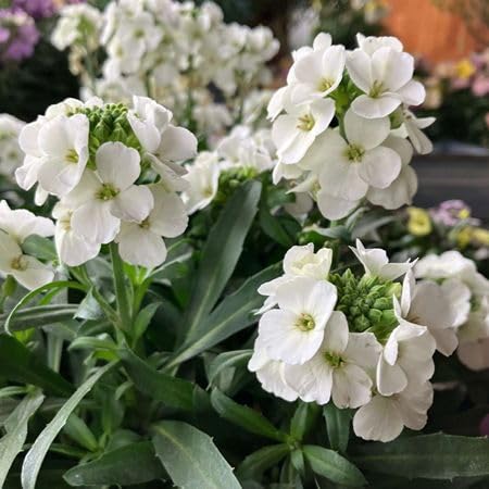 White Cheiranthus Flower Seeds