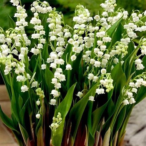 White Lily The Valley Flower Seeds