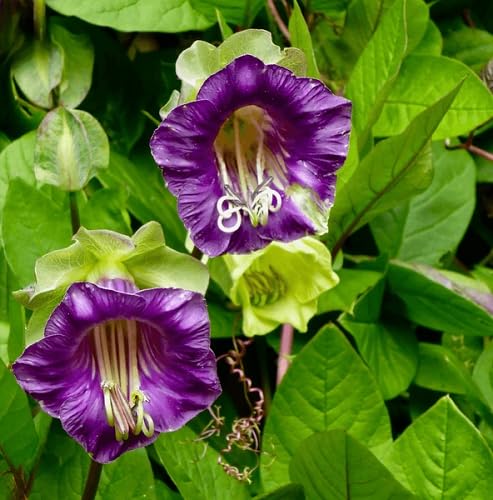 Purple Climbing Cathedral Bells Flower Seeds