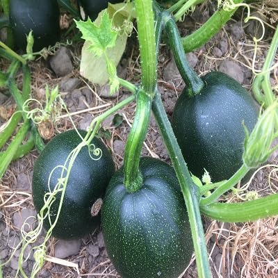 Ash Gourd vegetable seeds for Home Gardening, Fast Growing Home Garden Variety Premium for kitchen garden planting