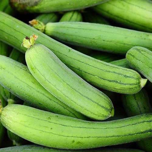 Luffa Gourd Seeds,Green vegetable seeds for Home Gardening, Easy Grow Culinary Garden for kitchen garden planting