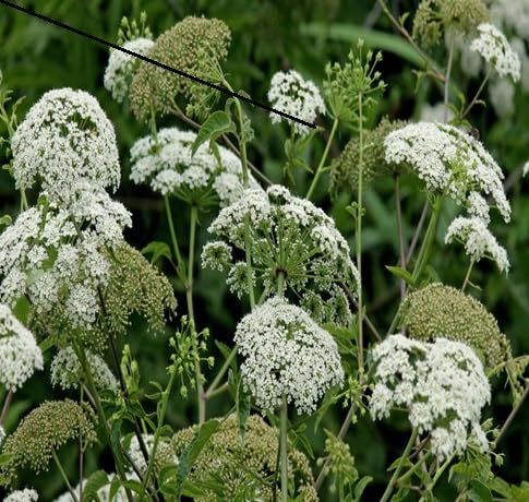 Hemlock Flower Seeds