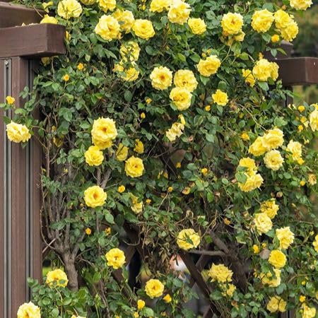 Yellow climbimg Rose Flower Seeds