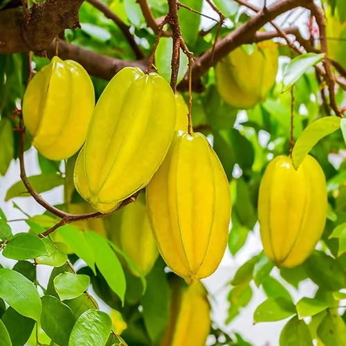 yellow carambola fruit Fruit Seeds organic garden seeds