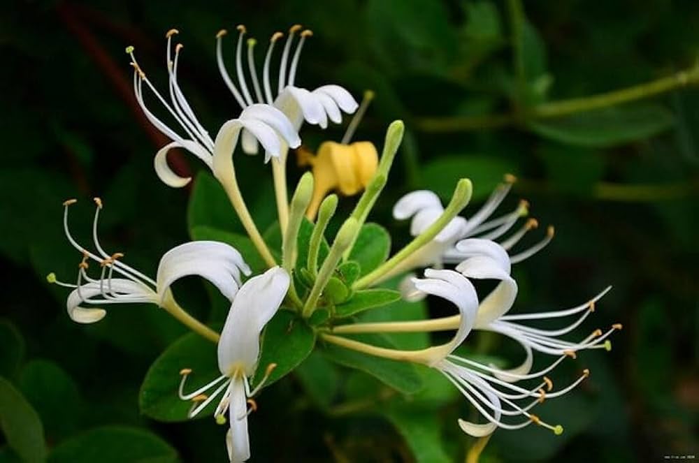 Himalayan Honeysuckle Bush Uncommon Fast Growing Flowers Unique Gardens Flower Seeds