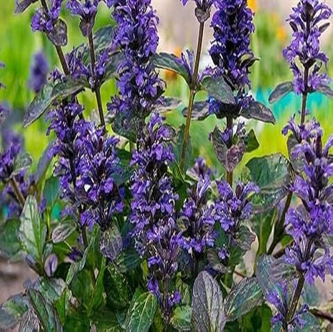 Purple Reptans Flower Seeds