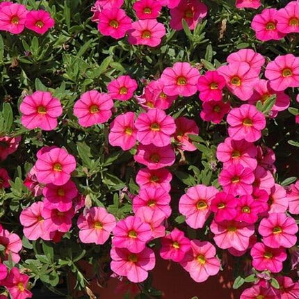 Pink Calibrachoa Flower Seed