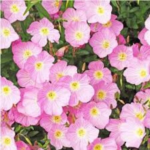 Pink ps Primrose Flower Seeds