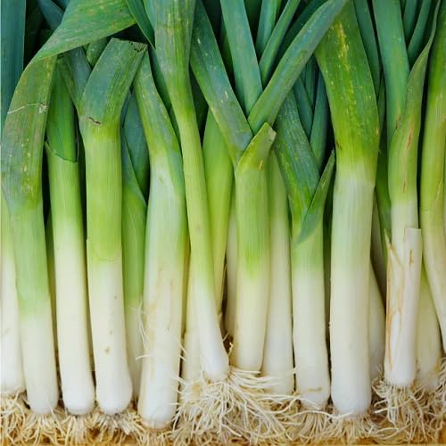 Giant Leek Green vegetable seeds for Home Gardening, Nutritious Backyard Harvest for kitchen garden planting