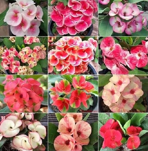 Mixed Crown Thorns Flower Seeds