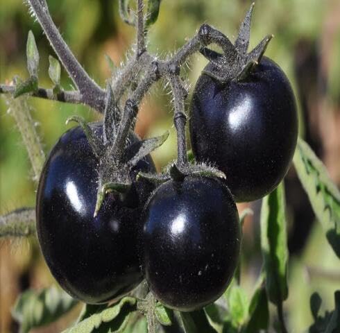 Black Tomato Vegetable Seeds Heirloom, Non-GMO for Home Garden Planting