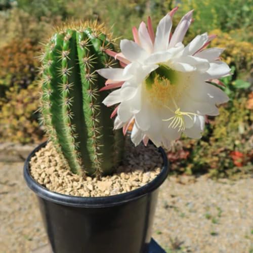 Trichocereus Flower Seeds